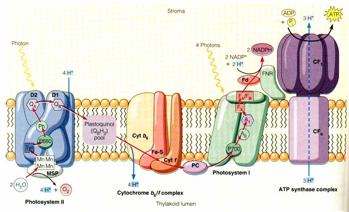 atp-synthase1